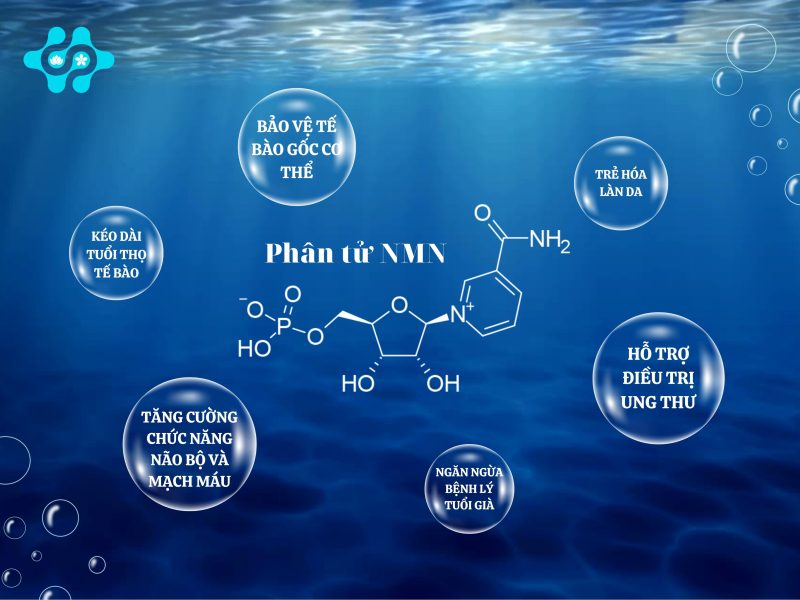 NMN LÀ GÌ? TÁC DỤNG CỦA NMN?