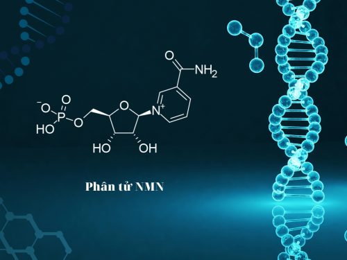 nmn la gi - phan tu nmn